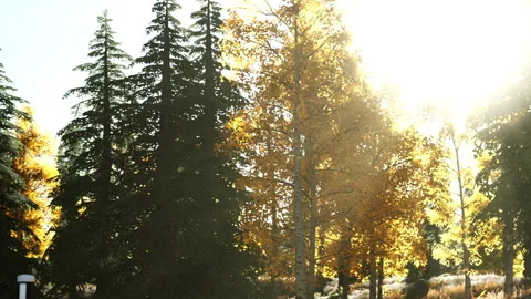 Bright sun shines through trees in a forest during fall season in the afternoon Stock Footage 340022778