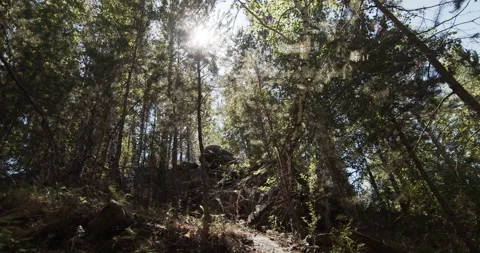 Bright sun shines through the treetops in the summer pine forest Stock Footage 140162987