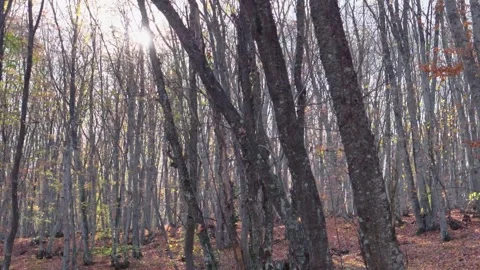 The bright sun shines through the trunks and bare branches of the trees. Glare Stock Footage 255655801