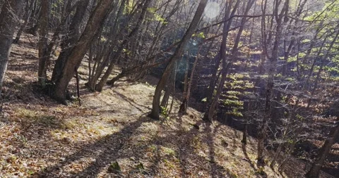 The bright sun shines through the trunks and bare branches of the trees. Glare Stock Footage 260937204