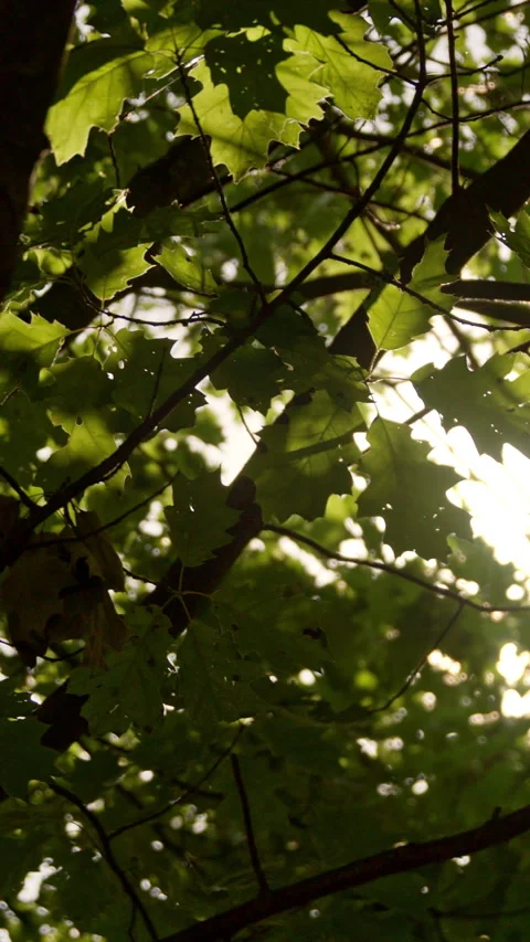 The bright sun is shining beautifully through the lush leaves of a tree Vídeo Stock 319685530