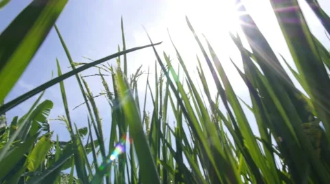 Bright Sun Shining on Green Grass in Rice Field Video stock 65148781