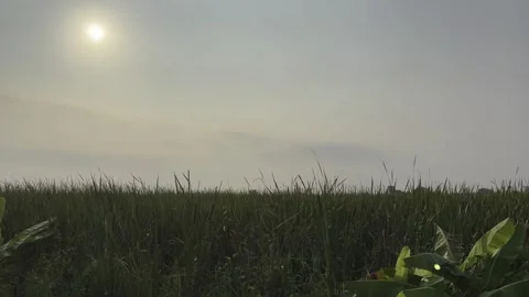 Bright Sun Shining Over Tall Green Grass Field 動画素材 337415355