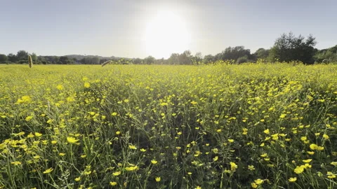 Bright sun shining over yellow flower meadow panning Stockbeeldmateriaal 335784981