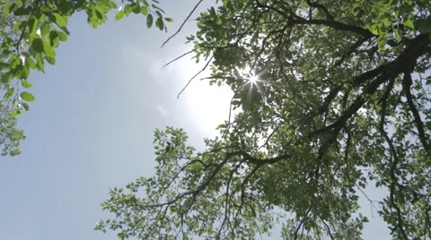 Bright sun shining through branches of oak tree Stock Footage 43862849