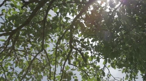 Bright sun shining through branches of a tree Stock Footage 43862865