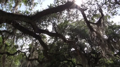 Bright Sun Shining through Canopy of Trees Stock Footage 51445637