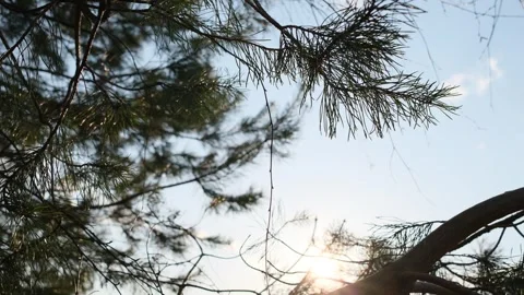 Bright sun shining through dark green pine branches Vidéo 332734514