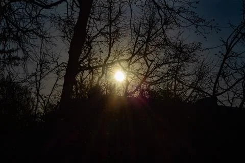Bright sun shining through dark silhouettes of leafless tree branches during 写真素材