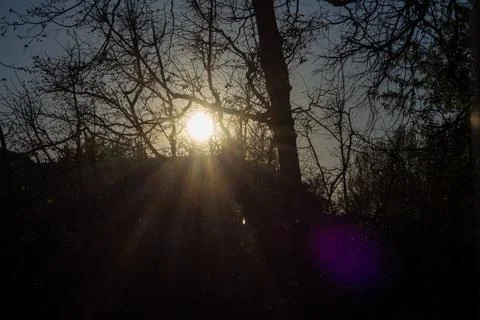 Bright sun shining through dark silhouettes of leafless tree branches during Stock Photos