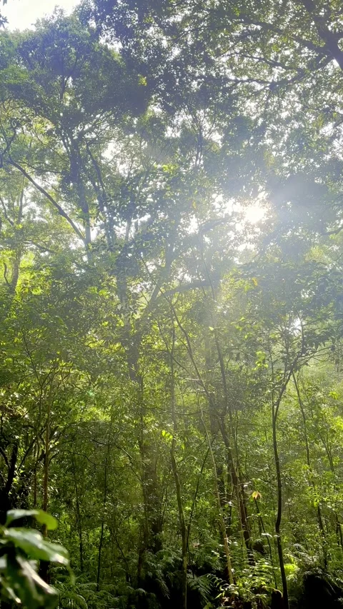 Bright sun shining through dense forest canopy Vídeo Stock 335431194