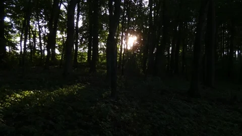 Bright sun shining through dense trunks of broadleaf forest trees, panning 库存影片 340169712