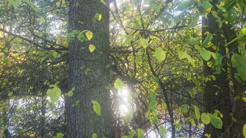 Bright Sun Shining Through Dense Green Forest Canopy Stock Footage 348177449