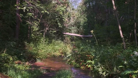 The bright sun shining through the forest. Stream flowing between trees Stock Footage 161039801