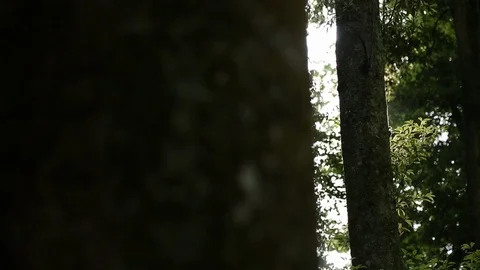 Bright sun shining through green trees in Sichuan, China Stock-Footage 87759022