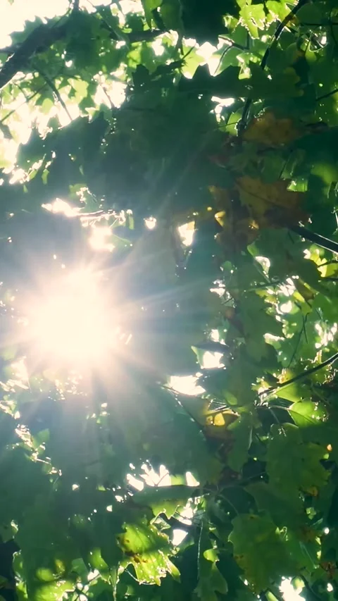 Bright sun shining through green tree leaves Video stock 327108864