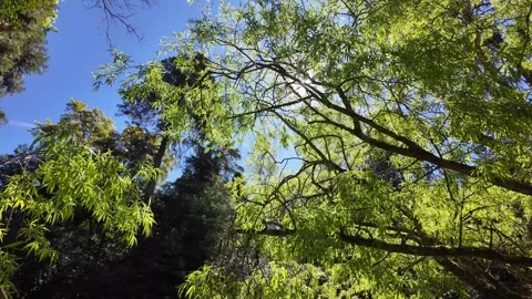 Bright sun shining through green willow tree leaves against blue sky in forest 库存影片 332368920