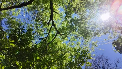 Bright sun shining through green willow tree leaves against blue sky in forest Stockbeeldmateriaal 332368921