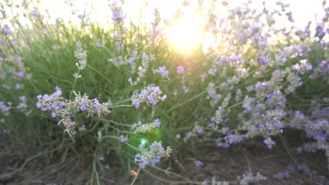 Bright sun shining through lavender flowers. View to beautiful floral meadow Video stock 301881767