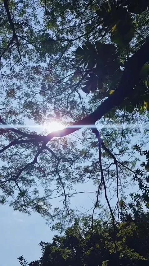 Bright Sun Shining Through Lush Tree Canopy Stock Footage 341628933