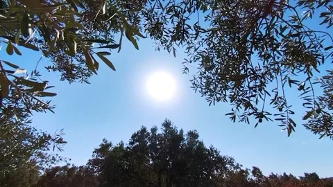 Bright sun shining through olive tree branches against a clear blue sky. Stock Footage 330090024
