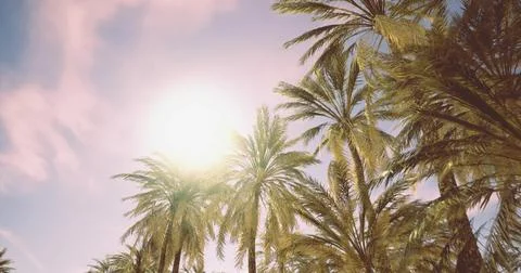 Bright sun shining through palm trees against a clear blue sky Stock-Illustration