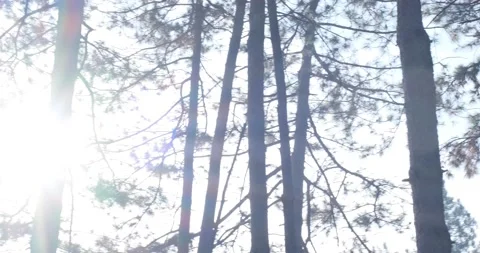 Bright sun shining through pine forest, 4k Stock Footage 142794231