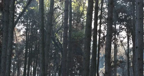 Bright sun shining through pine forest, 4k Stock Footage 142794566