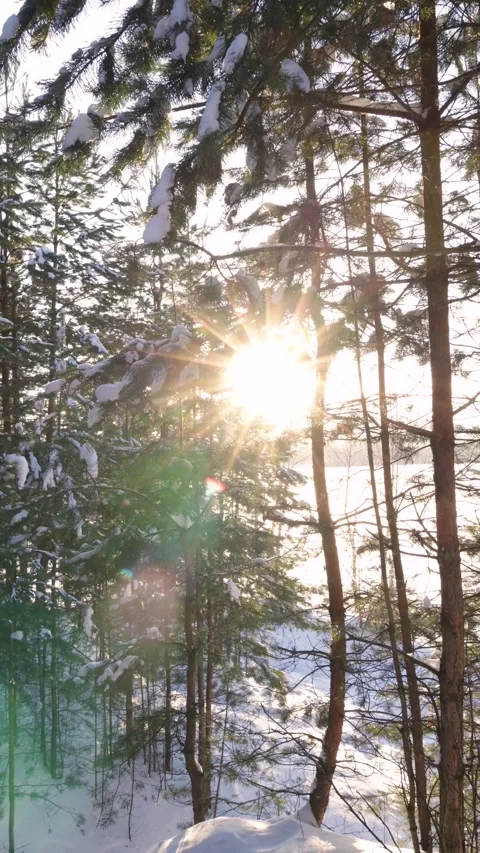 Bright sun shining through pine trees in snow on a frosty winter day Stock Footage 294208276