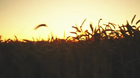 Bright sun shining through rye or wheat ears in fields, moving shot from auto. 스톡 동영상 345130351