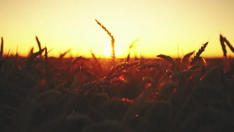 Bright sun shining through rye or wheat ears in fields, moving shot from auto. 스톡 동영상 345130785