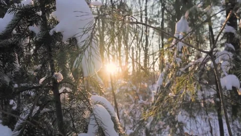 Bright sun shining through snow covered trees Stock Footage 292924697