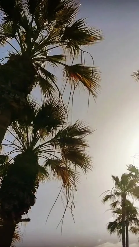 Bright sun shining through tall palm tree fronds against a beautiful blue sky Stock Footage 344786394