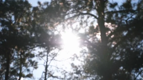 Bright Sun shining through the Trees in a Forest Stock Footage 114989444