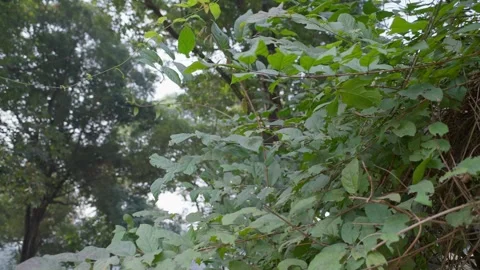 A Bright Sun Shining Through the Trees in a Spring Garden Video stock 290169688