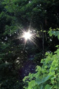 Bright Sun Shining through Trees 库存照片