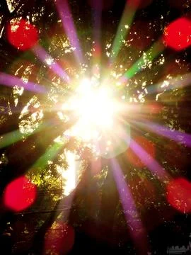 A bright sun is shining through the trees, casting a colorful glow. Stock Photos