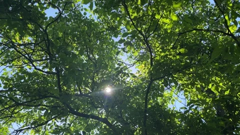 Bright Sun Shining Through Vibrant Green Tree Branches Stock Footage 336505296