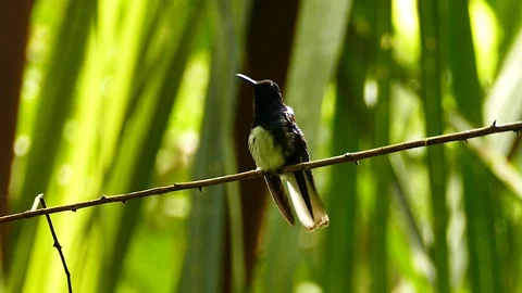 Bright sun shining in tropical forest with hummingbird Stock Footage 123554850