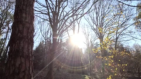 Bright Sun Sky Shining Light Nature Stock Footage 260380522
