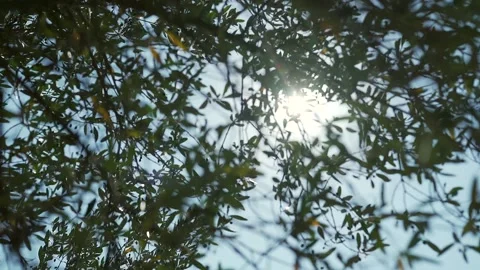 Bright sun in spring forest. Video stock 86602821