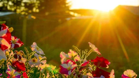 The bright sun at sunset rays from behind the roof and fence Stock Photos