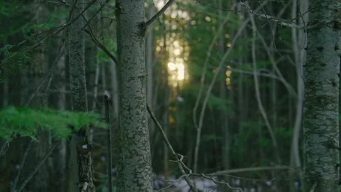 Bright sun sunset through dark forest tree trunk and branch slow handheld Vídeo Stock 255996928