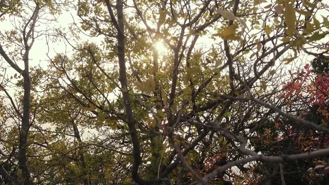 Bright sun through the branches of a tree Stock Footage 81789841