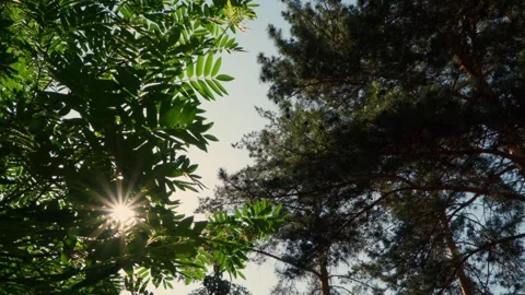 Bright sun through the branches of trees. Trees in the park. Stock Footage 243339839