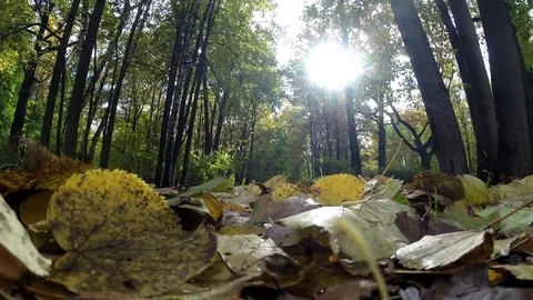 Bright Sun through colorful fall trees. Wide angle view to the tops. Background Stock Footage 80948967