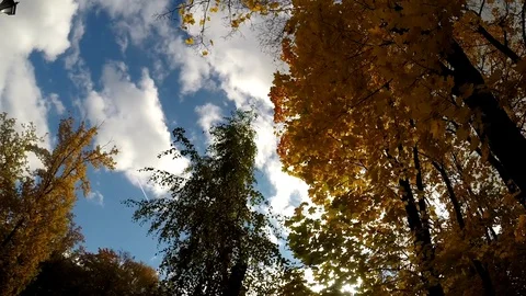 Bright Sun through colorful fall trees. Wide angle view to the tops. Background Stock Footage 80949008