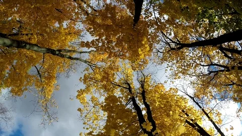 Bright Sun through colorful fall maples angle view to the tops. Background Stock Footage 80949079
