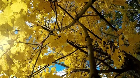 Bright Sun through colorful fall maple Wide angle view to the tops. Background Stock Footage 80949315