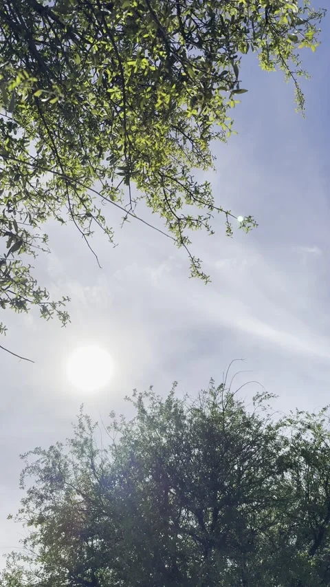 Bright Sun Through Green Leaves Vertical Видео 344991207